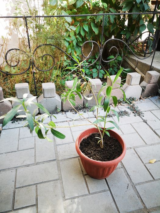 Саженец Олеандра