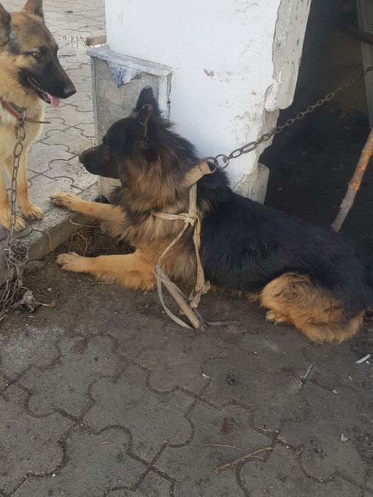 Ovcharka bolasi sotiladi