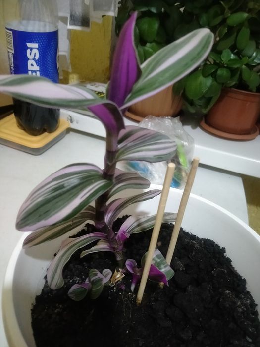 Цветы комнатные растения