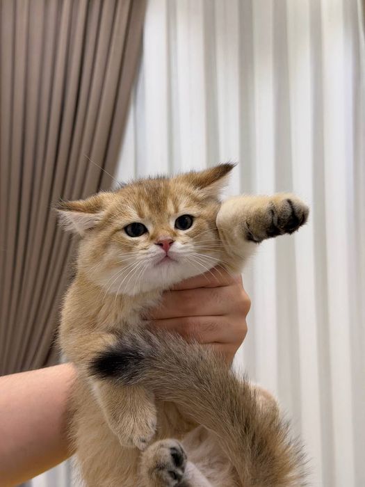 Britanski zolotiy shinshila