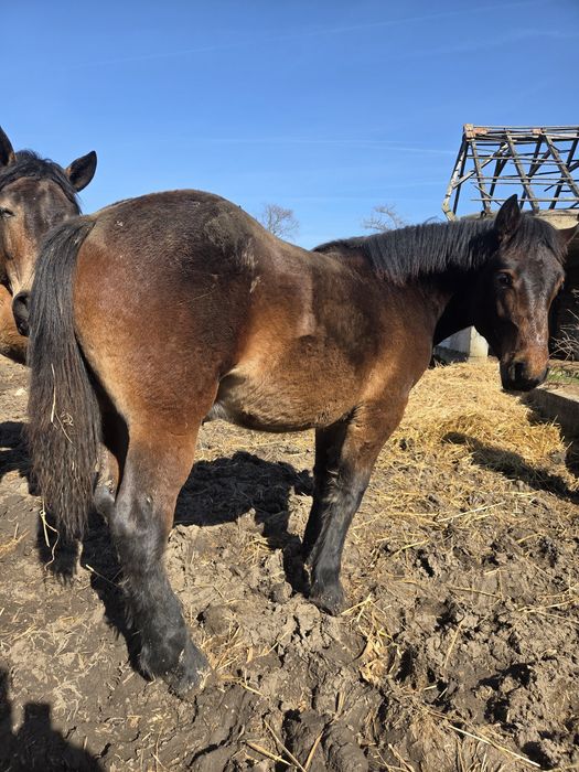 Vând mânz armăsar de 1 an – foarte blând și bine dezvoltat