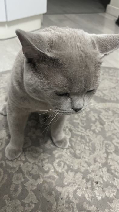 Отдам кота в хорошие руки