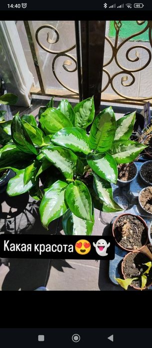 Уход за комнатными цветами. Пересадка , рекомендации по любому растени