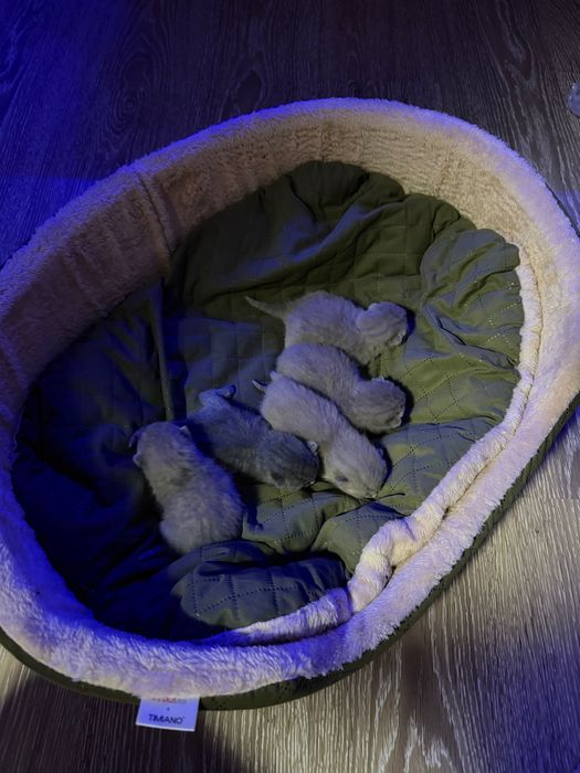 британские котята