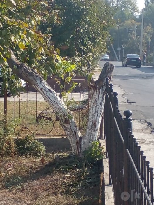 Енгок Дарахт Дарахт