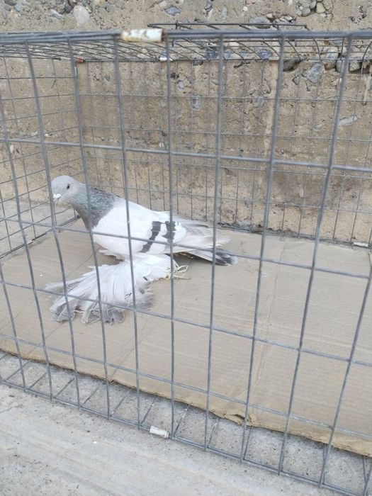 Голуб уды самец.