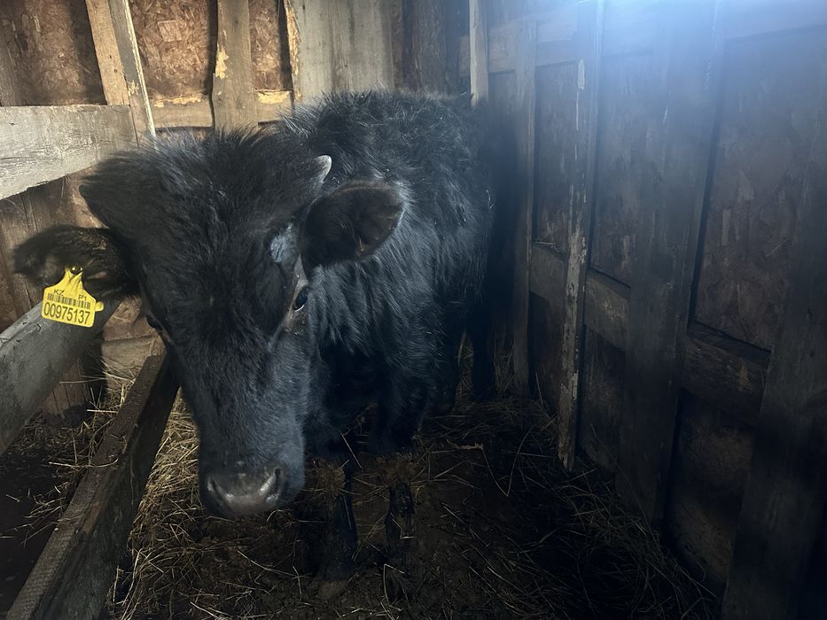 Продам годовалых бычков