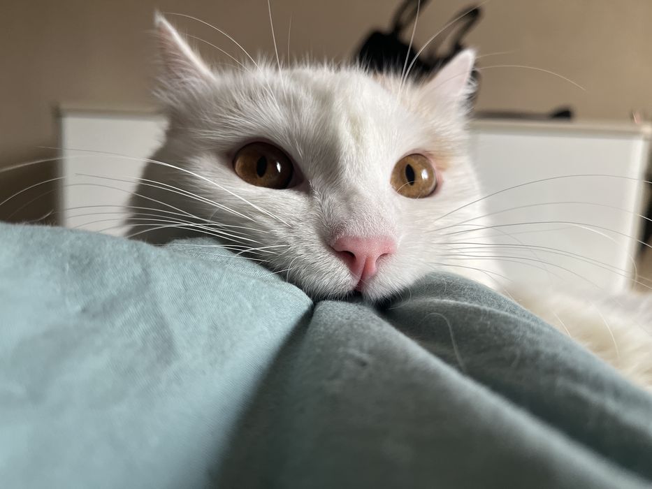 Котик ищет любящий дом