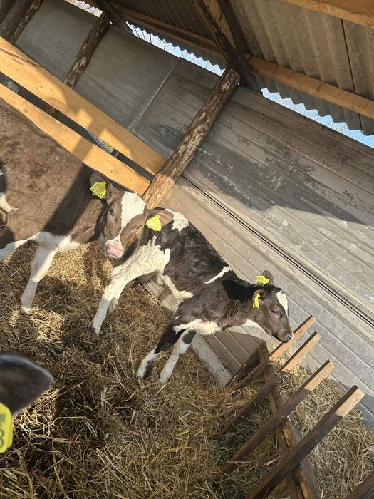 Vitele holstein de vanzare