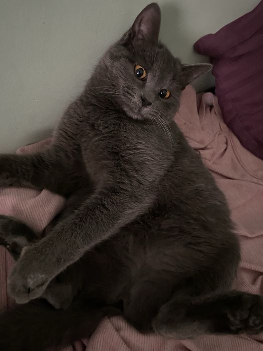 Кошка страйт недорого