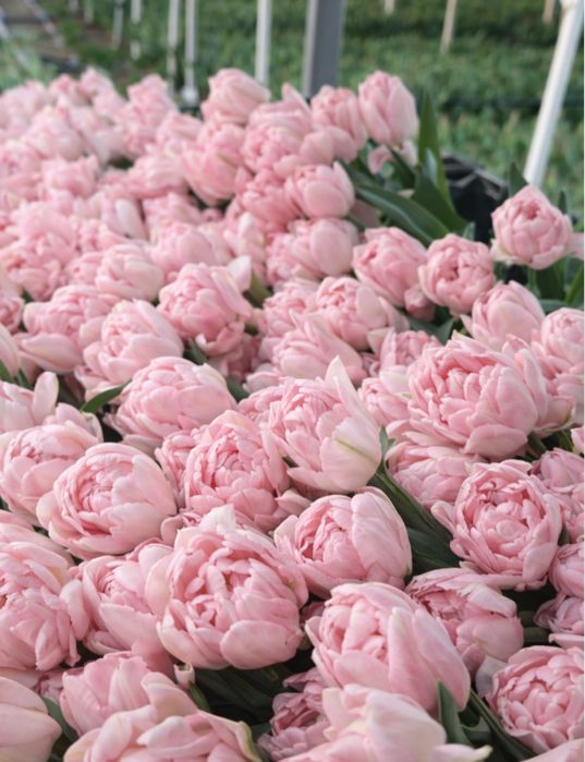 Пионовидные тюльпаны Уральск