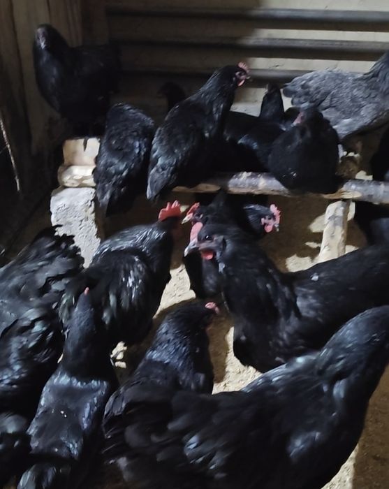 Avstralops Rumin joʻja | Toza qon | 7-10 kunlik vaksinalangankun

100