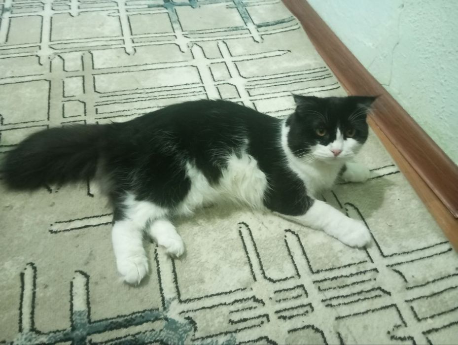 Срочно вислоухий котик  в хорошие руки  черный Белый