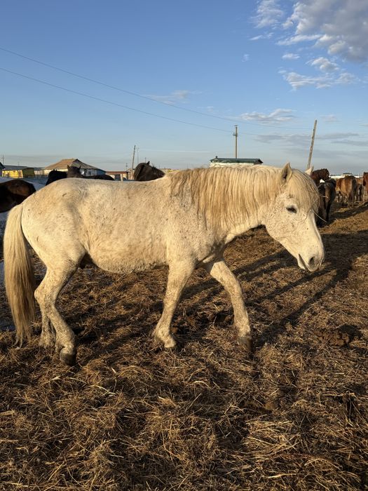 Айғыр (жеребец) 10 жасар