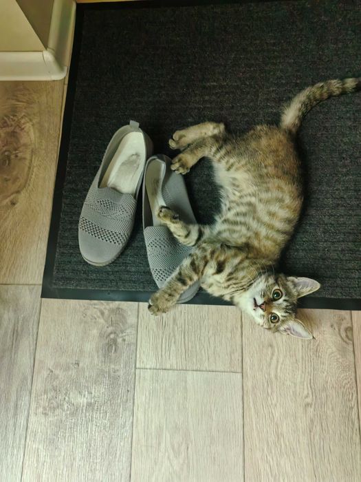 Отдам котёнка 6 месяцев