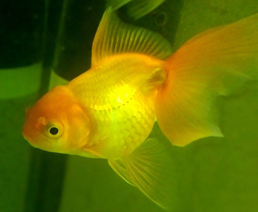 Продам золотую рыбку вуалехвост
