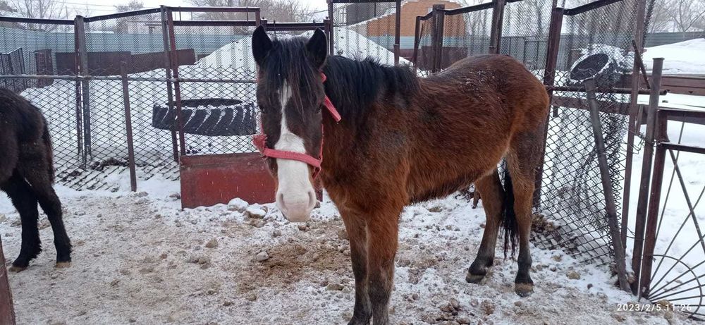 Продам лошадей, жабағы, құнан.