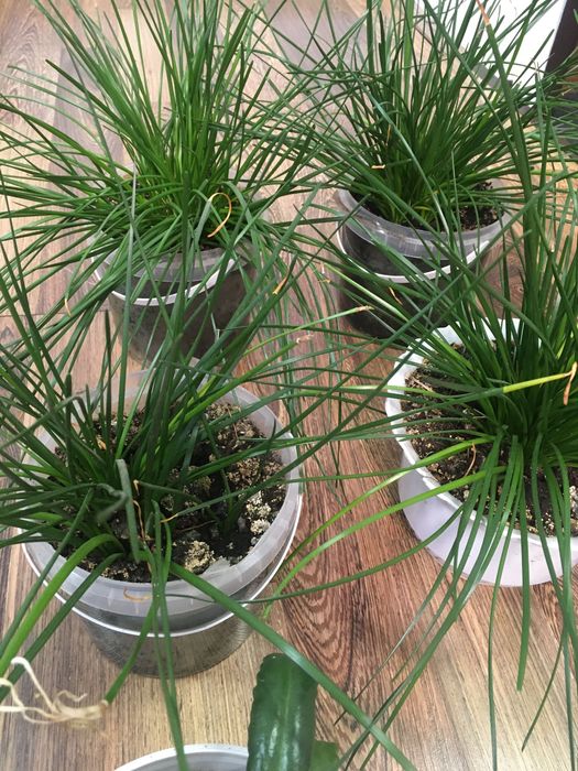 Продам комнатные цветы