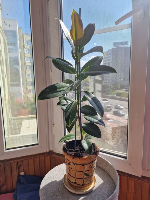 Растение комнатное" Фикус"