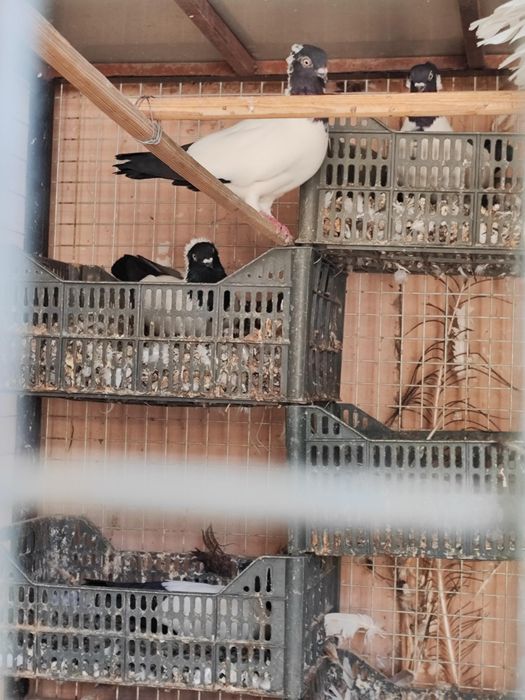 Монарх кабутар. Продается