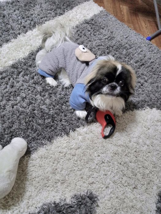 Кобель, вязка. Развязан