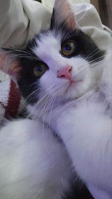 Отдадим котенка в благие руки