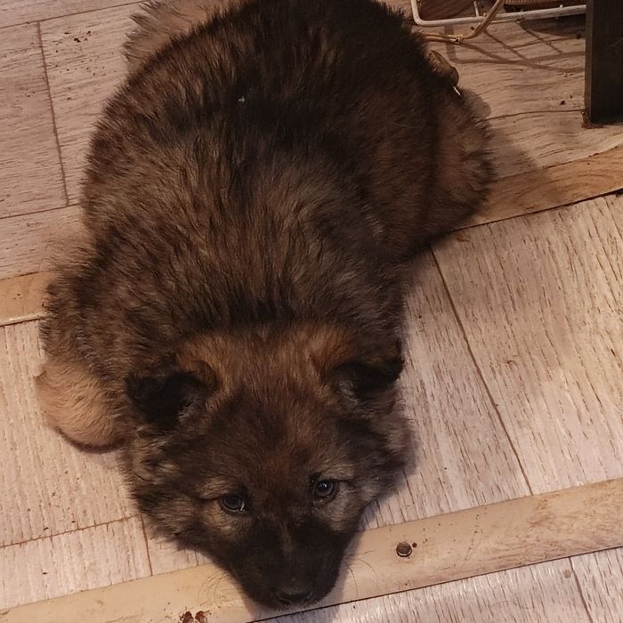 Отдам щенка в хорошие добрые руки