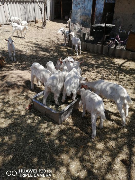 Ешкілер сатылады