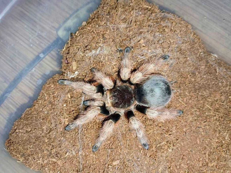 Nhandu coloratovillosus \ Паук-птицеед (Самка)