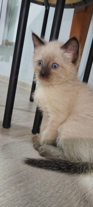 Отдаем домашнего котенка, мальчика и девочку.