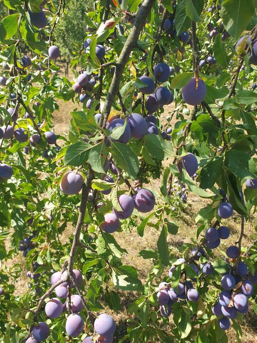 Prune pentru țuica/vinars