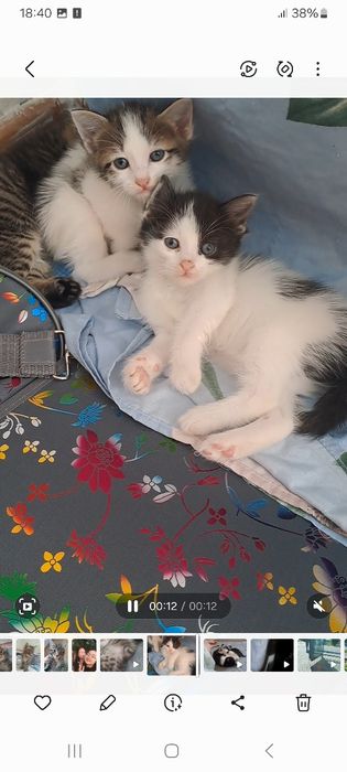 Отдам дарм котят в хороше руки