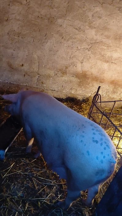 Прасета-Бяла българка