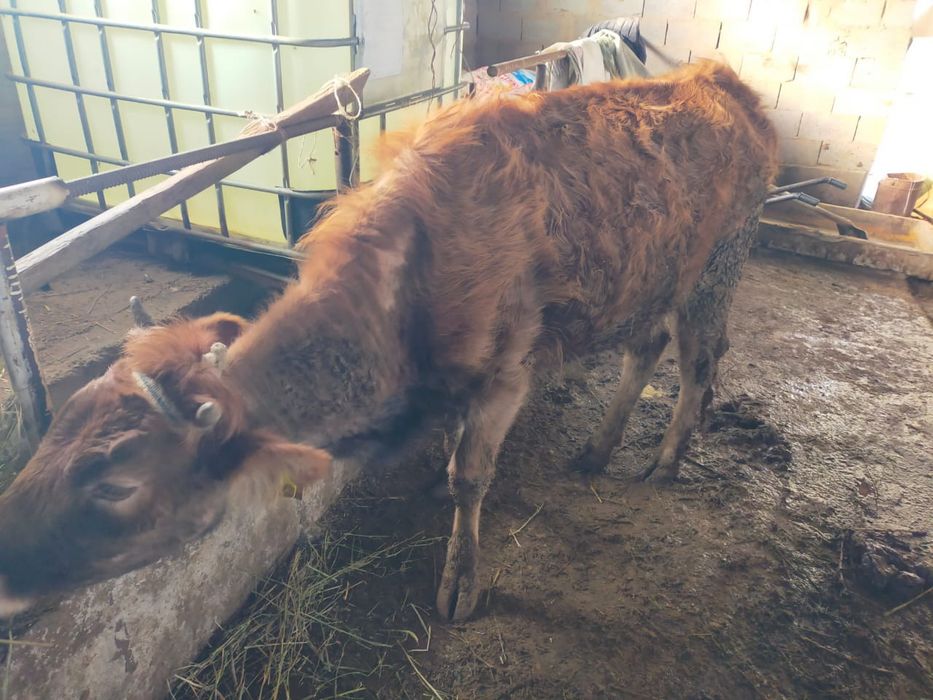 Бұзаулы сиыр 2 құнажын