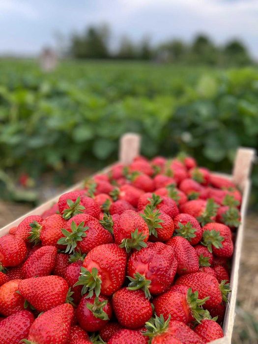 Capsuni stoloni productie tot timpul anului ,albion, alba