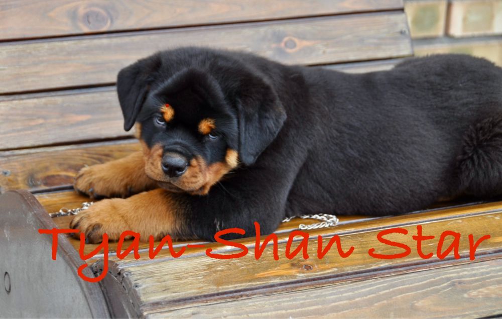 Щенки ротвейлера ADRK линия