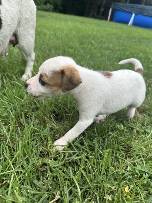 Jack Russell Terrier