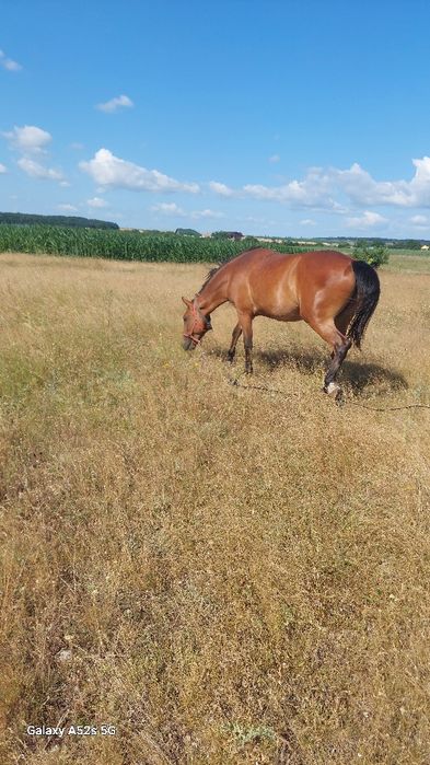 Iapă si mânză de 3 anii de vânzare