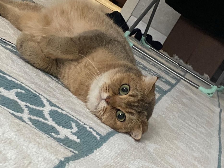 чистокровная шиншилла