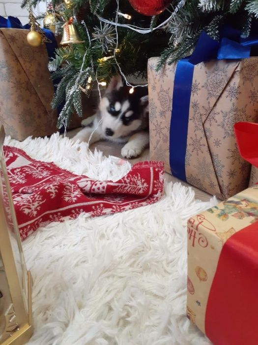 Принцесса от Хаски Планета