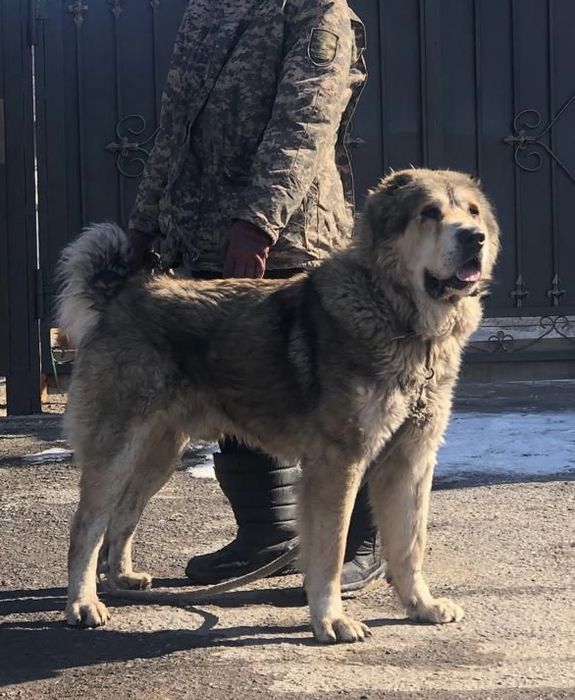 На вязку кобели сао кв