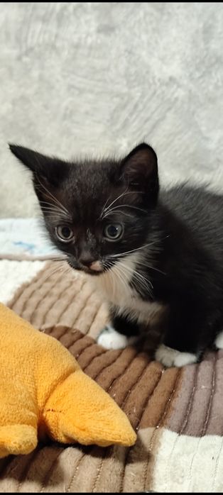 Отдам котёнка 1,5 месяца