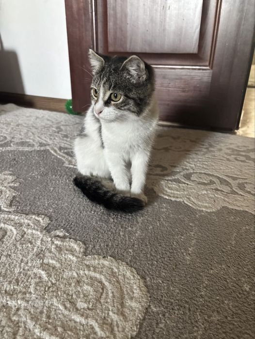 Двухцветная кошечка ищет себе дом