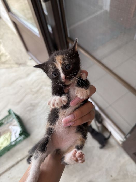 Pisoiaşi jucăuşi pentru adoptie
