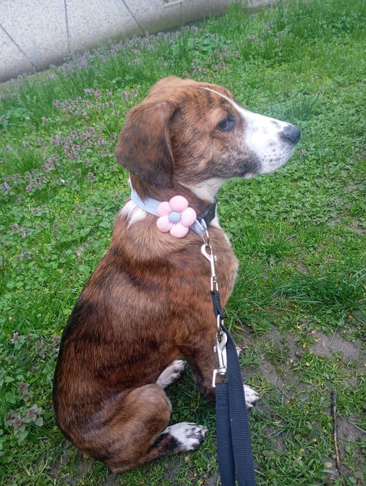 Женско куче на 5 месеца. МОЛЯ ПРОЧЕТЕТЕ ОПИСАНИЕТО!!!