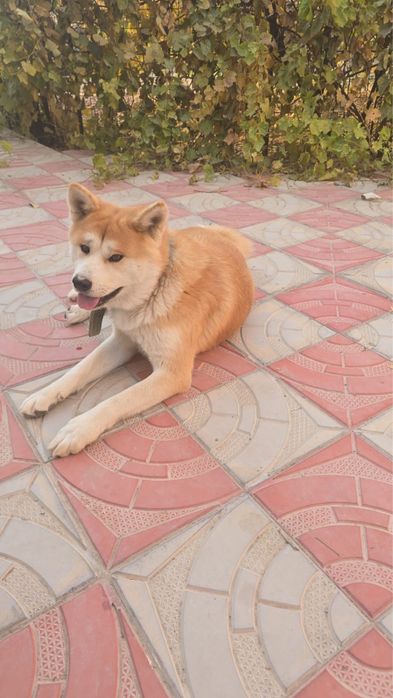 Собака Акита Ину