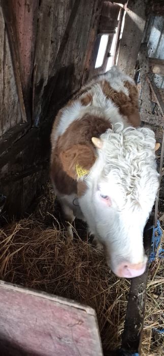 Vitea de 1 an de zile