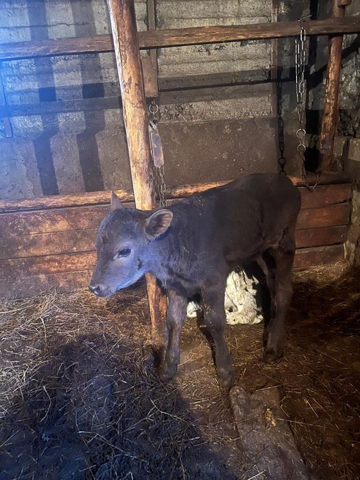 Продам телят нынешних