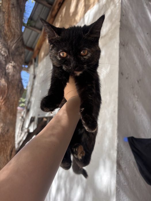 Отдам бесплатно котенка девочку