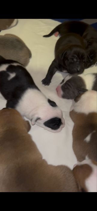 Pui metis tip amstaff